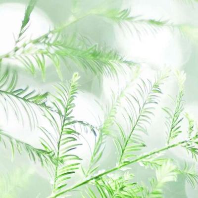 美军直升机“高空掉袋” 日本冲绳县向美海军陆战队抗议
